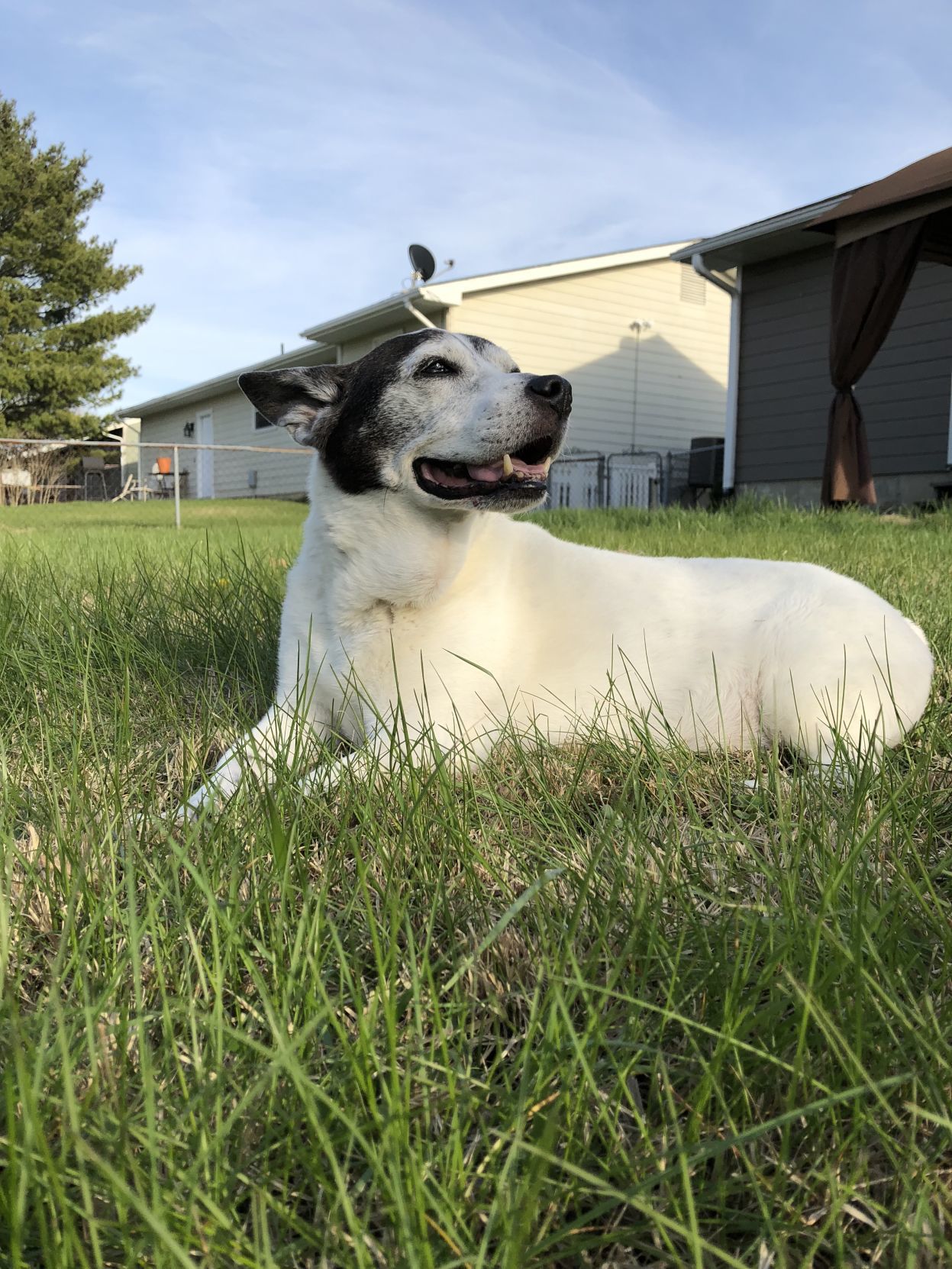 Scout